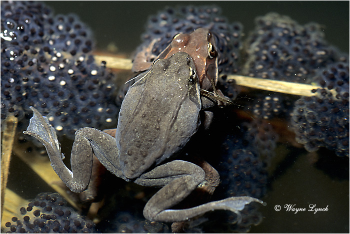 Wood Frog 103 by Dr. Wayne Lynch &copy;